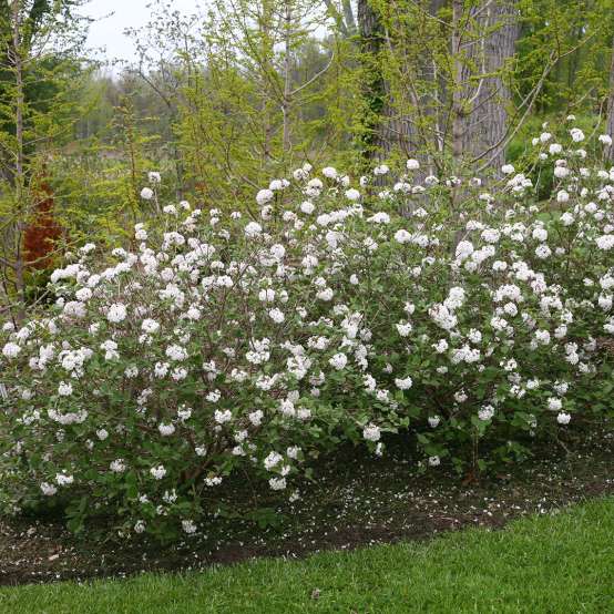 Spice Baby dwarf Koreanspice viburnum growing in a spring landscape with green grass and sprouting trees